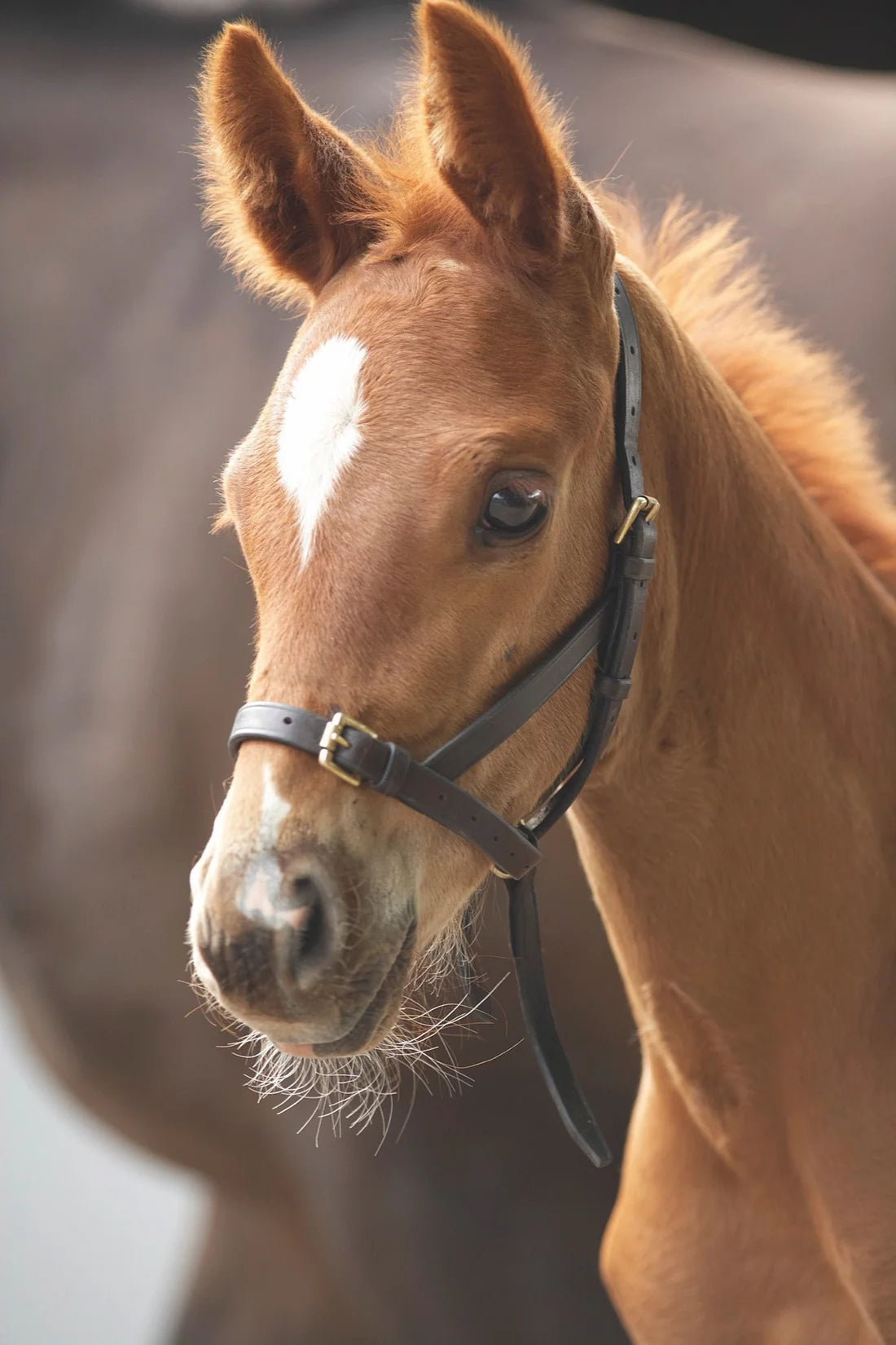 Velociti Leather Foal Halter