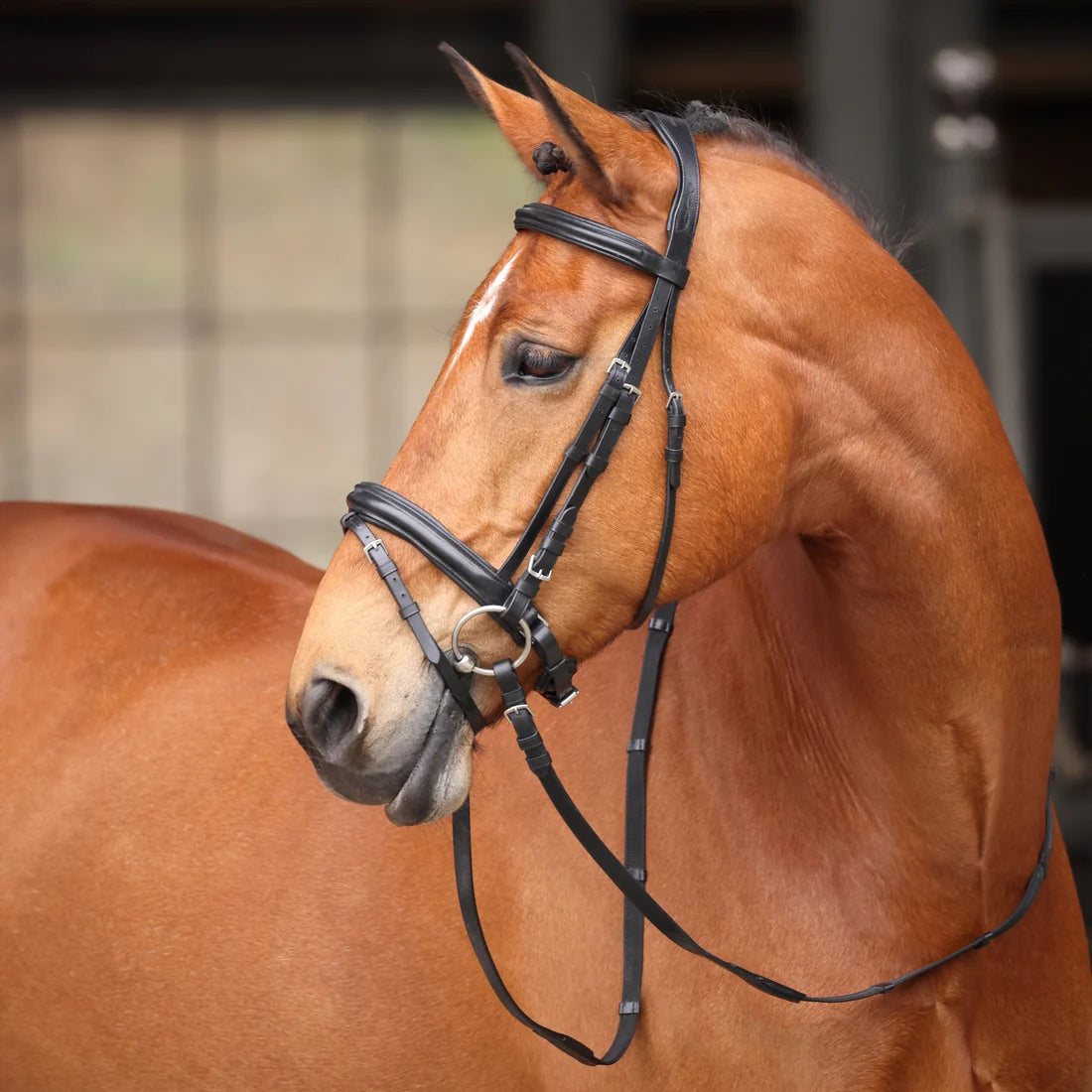 Avignon Aspen Bridle Black