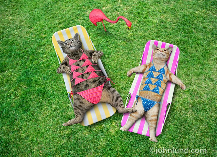 Leanin Tree Bikini Kitty Birthday Card
