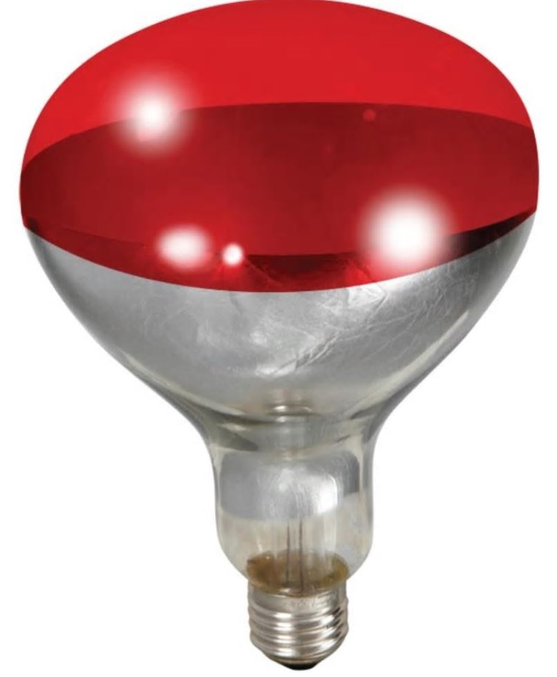 Little Giant Red Heat Lamp Bulb