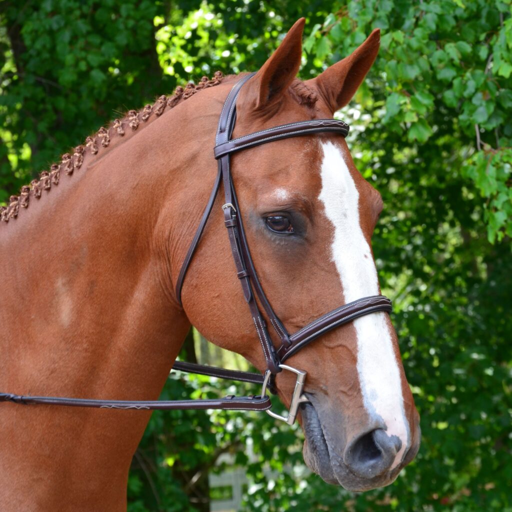 KL Black Oak Aster Bridle