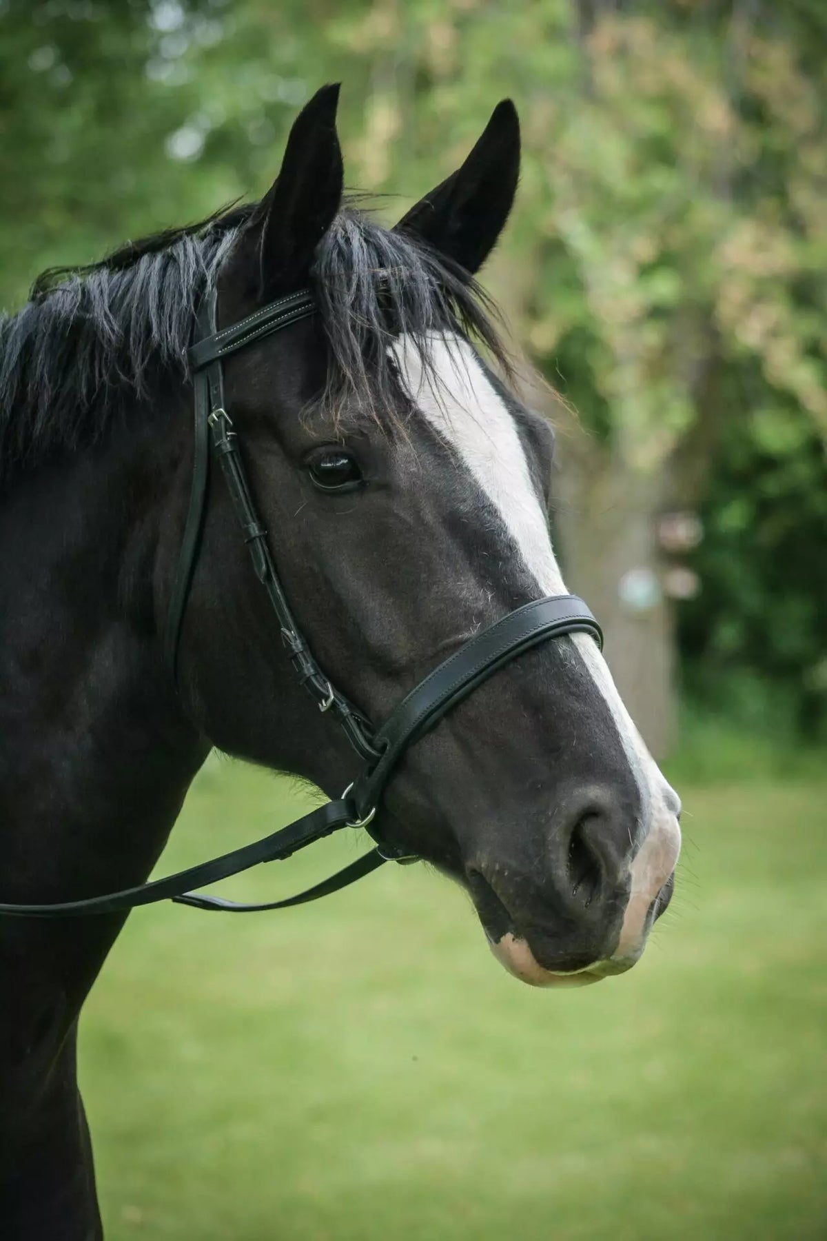 ThinLine EZ Harmony Bitless Noseband