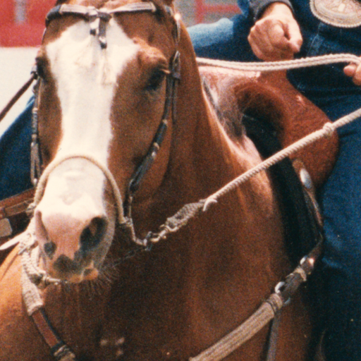 Classic Equine Bozo Sidepull One Color