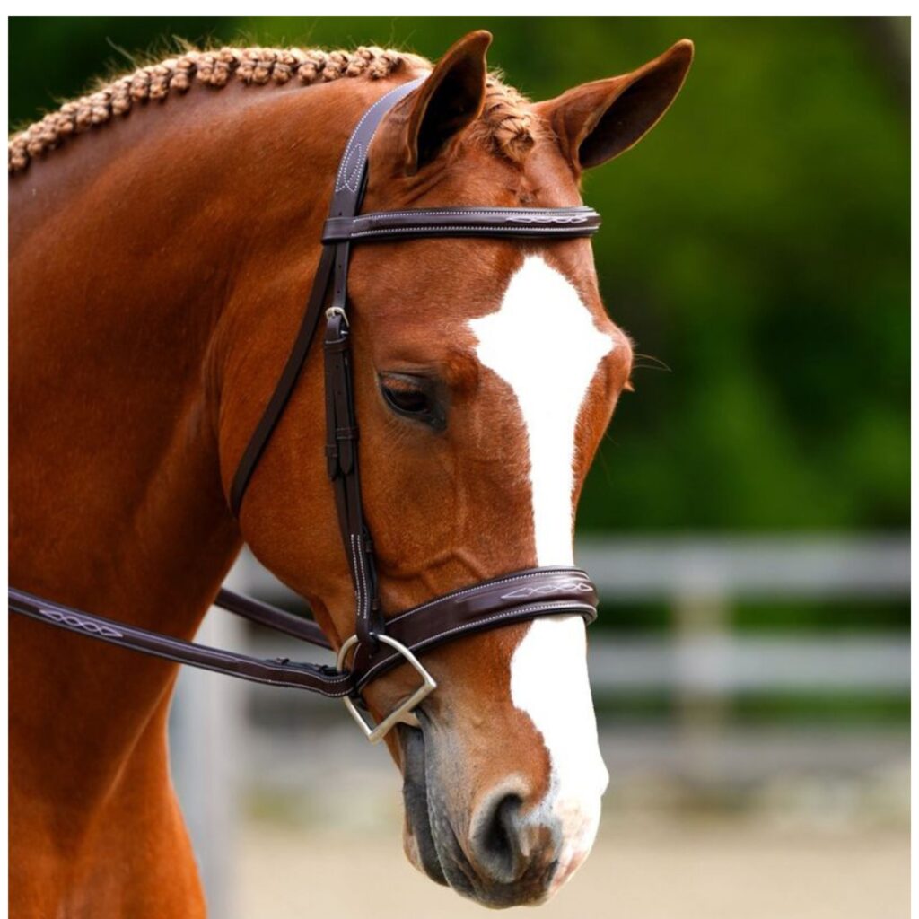 KL Black Oak Tupelo Hunter Square Raised Bridle