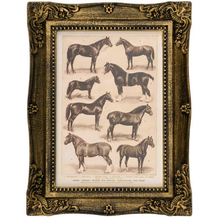 Primatives By Kathy Framed Wall Art Horse Breeds
