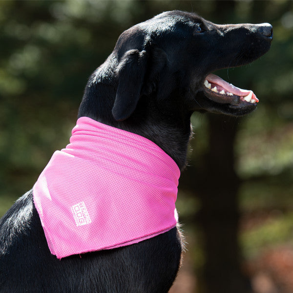 Terrain Dog Coolcore Cooling Bandana