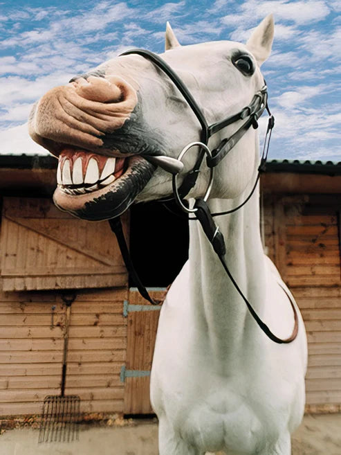 Leanin Tree White Horse Smile