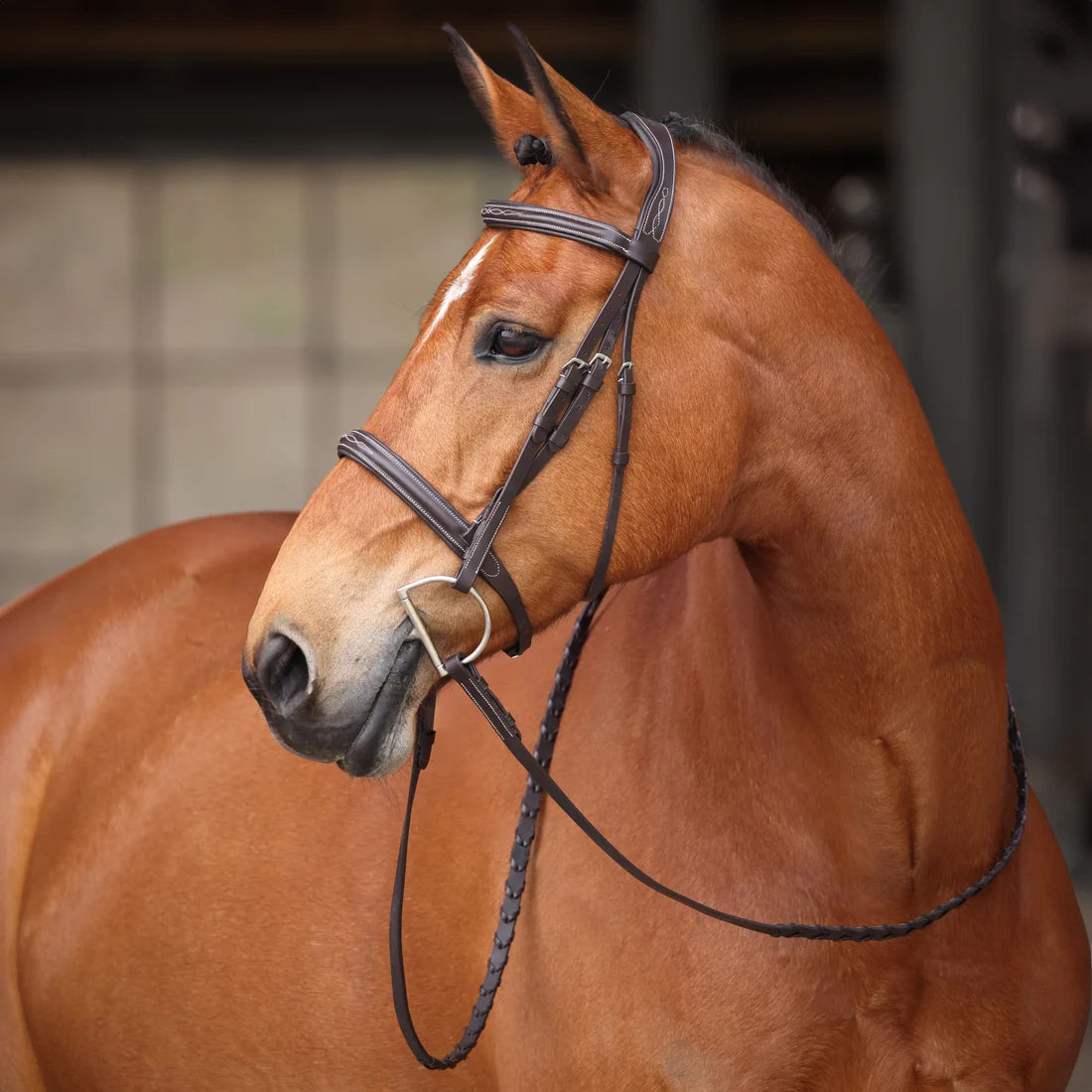 Avignon Ocala Bridle
