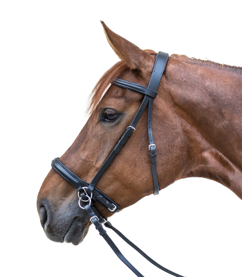 Star Bitless Bridle