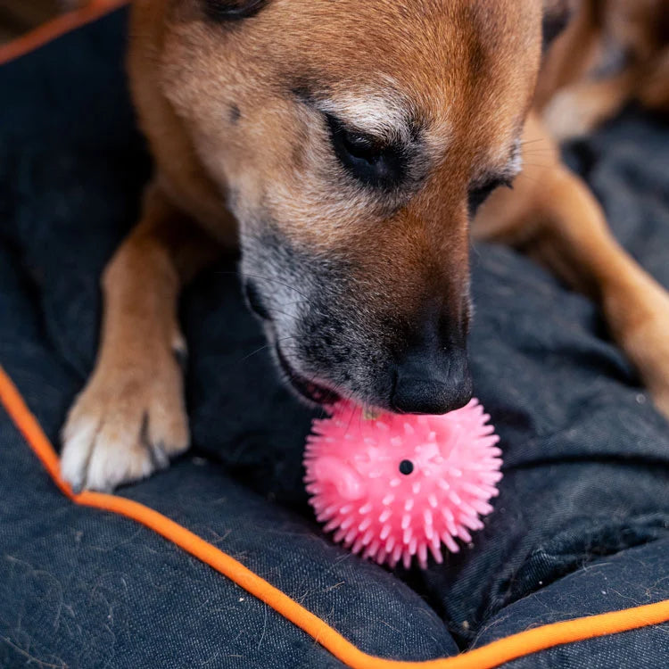 Kikkerland Kobe Pig Dog Ball