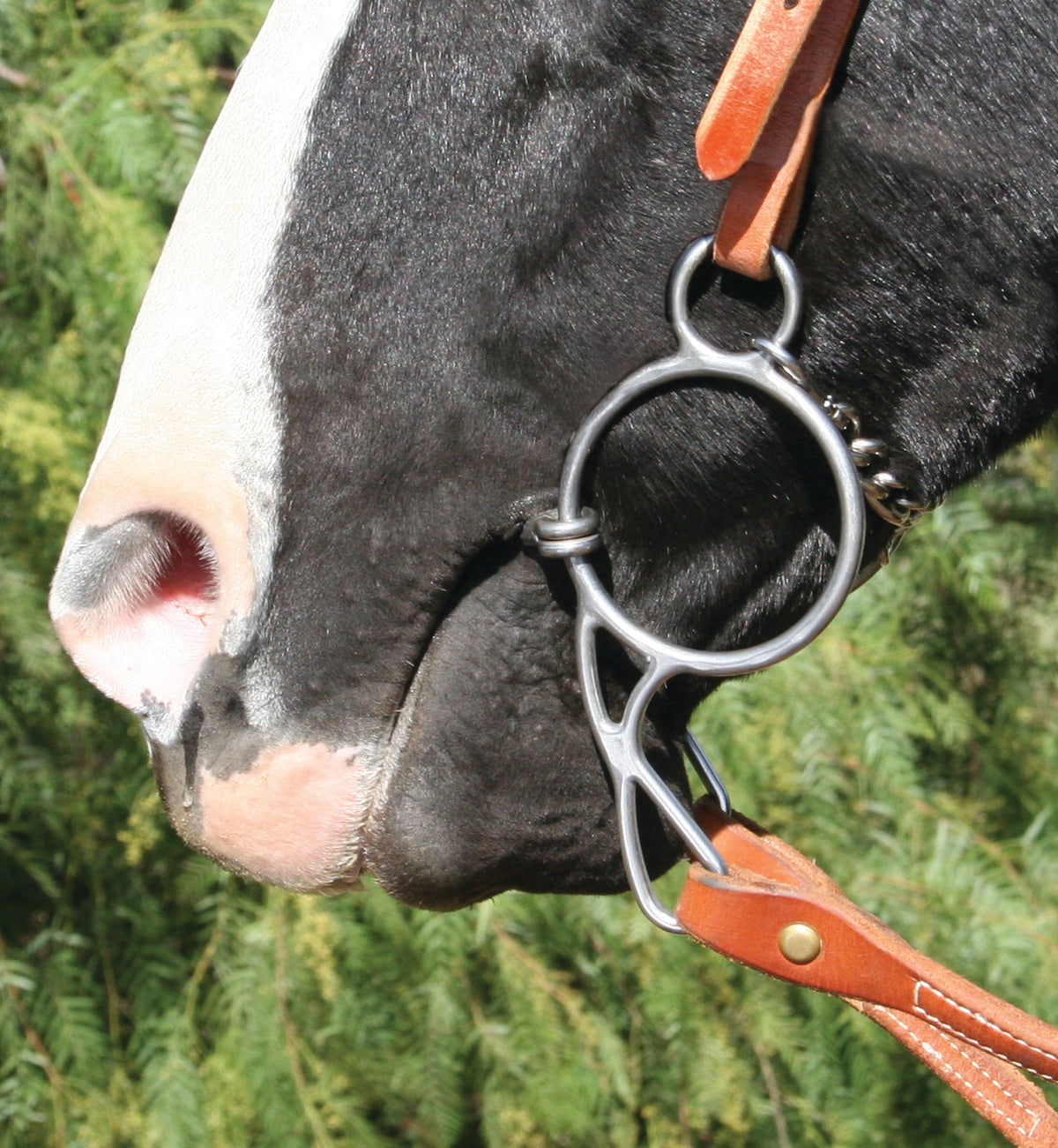 Professional's Choice EQ Wonder Snaffle
