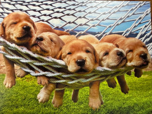 Leanin' Tree Puppy Birthday