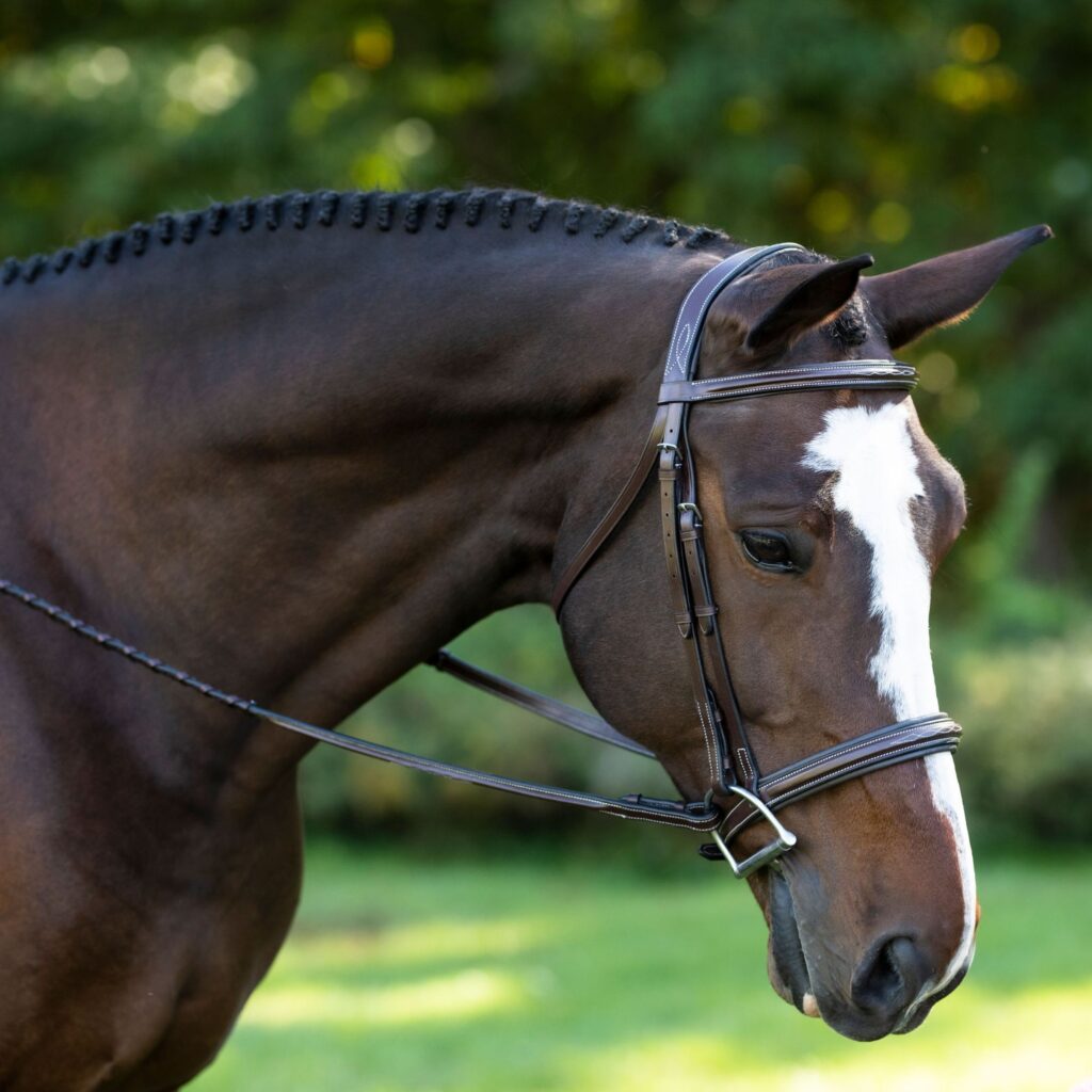 KL Black Oak Laurel Bridle
