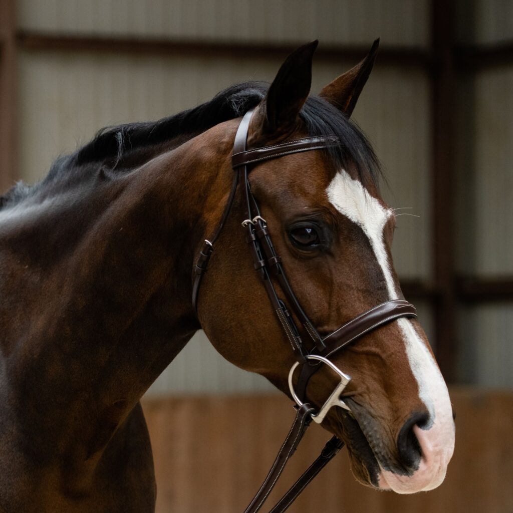 KL Black Oak Poppy Bridle