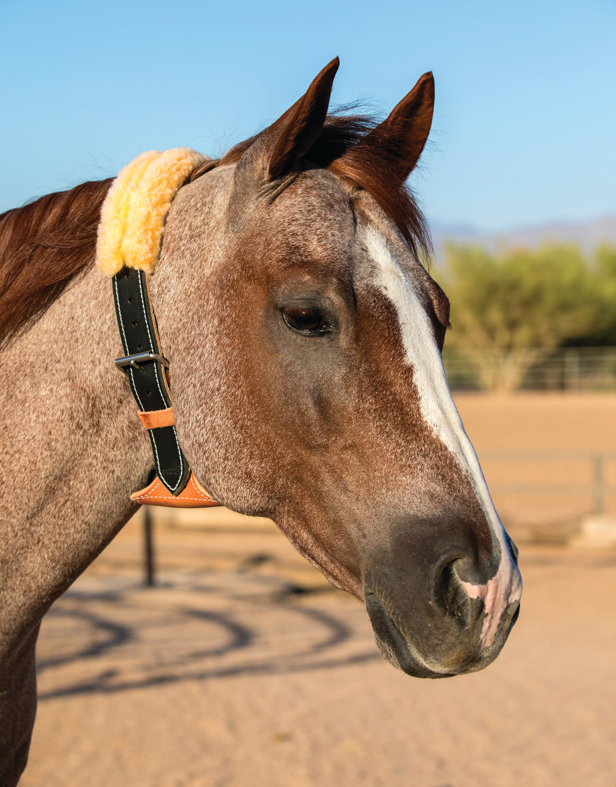 Professional's Choice The Dare Cribbing Collar
