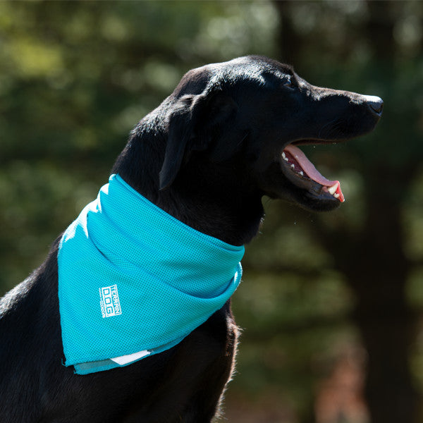 Terrain Dog Coolcore Cooling Bandana