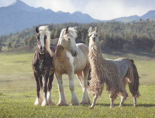 Leanin Tree Two Horses and Llama Card