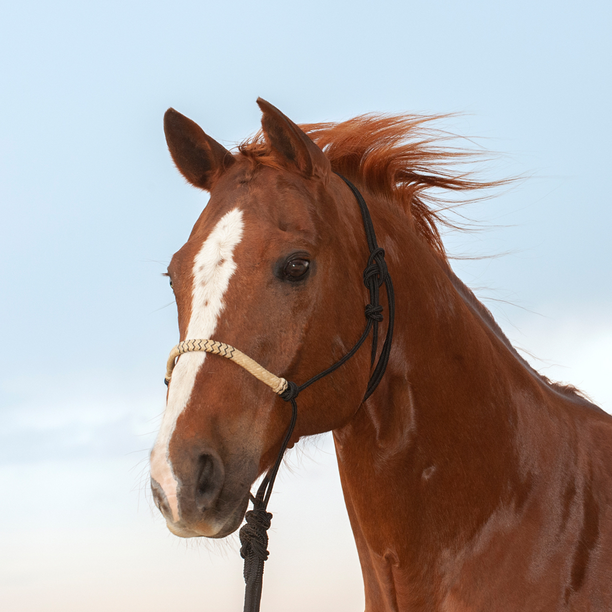 Classic Equine Rope Halter with Rawhide Nose