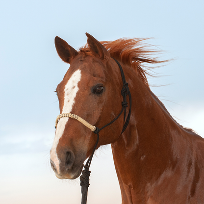 Classic Equine Rope Halter with Rawhide Nose