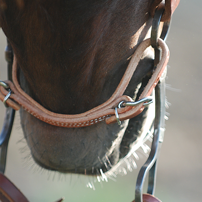 Martin Harness Leather Curb Strap